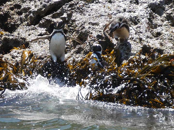Magellan Pinguine - Chile